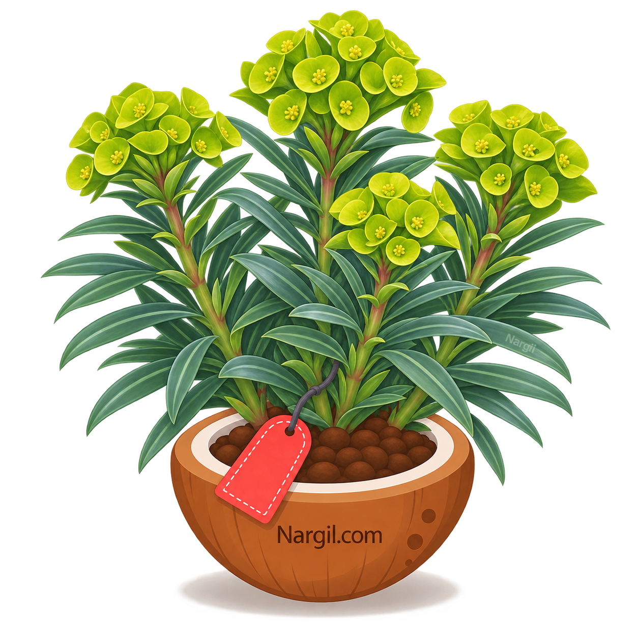 Nargil_Euphorbia Wulfenii